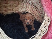 Toy Poodle köpeği