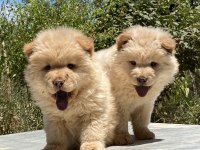 Chow Chow Çin Aslanı