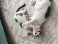 2 Aylık kardeş kediler ücretsiz acil