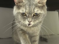 British shorthair ücret talep etmiyorum