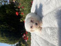 Kar beyaz maltese yavrular