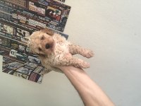 Toy poodle köpekler sizin olabilirler