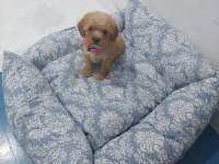 Maltipoo dişi