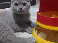 3 aylık eğitimli scottish fold