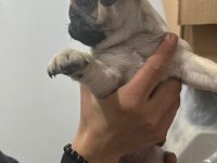 SHOW CLASS PUG MOPS BEBEKLER