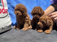 Ankaranın en seçkin toy poodle yavruları
