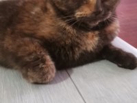 British shorthair çikolata british