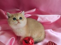 British shorthair yavru 1 aylık
