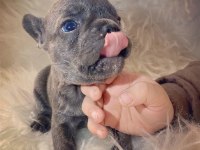 Irk Standartlarında Blue Mavi Gözlü French Bulldog Yavrular