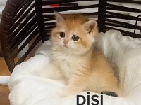 BRİTİSH SHORTHAİR MÜKEMMELLİĞİ