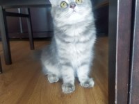 5 aylık British longhair