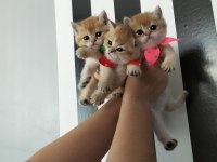 Safkan british shorthair golden ny12 yavrular