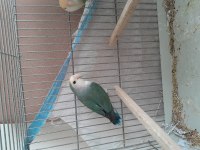 Hazır eşe atmalık kızgın dişi sevda papağanı