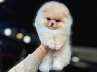 TEA CUP POMERANİAN BOO YAVRULARIMIZ