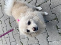 KÖPEGİM 9 AYLIK BÜTÜN AŞILARI TAM EĞİTİMLİ