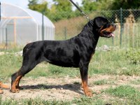 Türkiye şampiyonu rottweiler