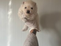 Erkek ve Dişi Pomeranian Yavrular
