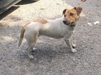 Orjinal saf kan jack russell