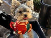 Micro kore yorkshire terrier
