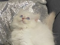 Safkan British Longhair Erkek