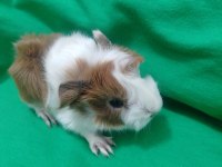 Peruvan stlie özel ırk ginepig