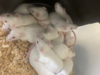 Albino fare