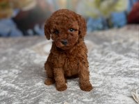KOYU RENK TOY POODLE YAVRULARI 