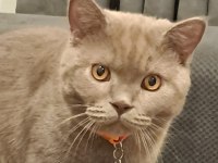 British shorthair Fiko ya yeni bir yuva