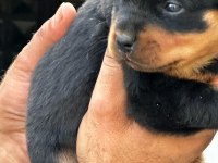 Orijinal rottweiler yavrular