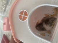 Genç veya Yetişkin Hamsterlar