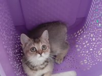Black Golden British Shorthair prenses