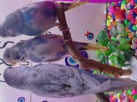 Muhabbet kuşu yavruları