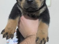 KOCA KAFA ANNE BABADAN KALITELI KÖPEKLER KAÇMAZ