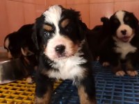 Bernese Mountain Dog