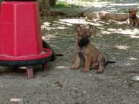 2 Aylık Belçika Malinois