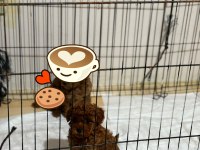 Toy Poodle Dişi Erkek
