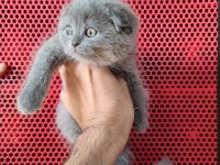 A Kalite Dişi Erkek Top Kafa Scottish Fold Yavrularımız