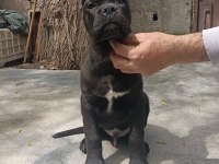 FCI/KIF A Class Şecereli Show kalitede cane corso yavrular