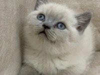 Safkan ayı surat british shorthair erkek
