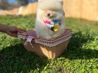 Pomeranian Boo Dişi Ve Erkek Yavrular