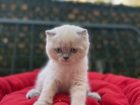 Biblo scottish fold blue point yavrular