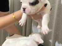 3 erkek french bulldog