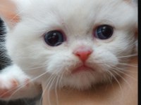 British shorthair red point erkek