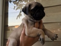 Pug gül kuyruk köpekler