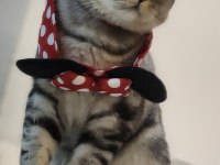 Uysal akıllı british shorthair kedimiz