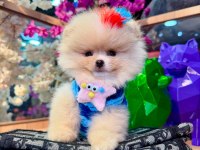 Pomeranian Boo Köpeği