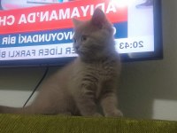 British shorthair 1 şubat doğumlu
