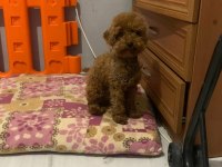 Kore yavrusu a kalite red brown toy poodle dişi erkek