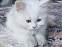 Beyaz British Longhair