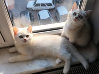 Safkan British Shorthair mükemmel bir gen taşıyor